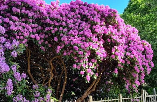 Rhododendron 'purpureum Elegans' - View 10 from www redcrocus com