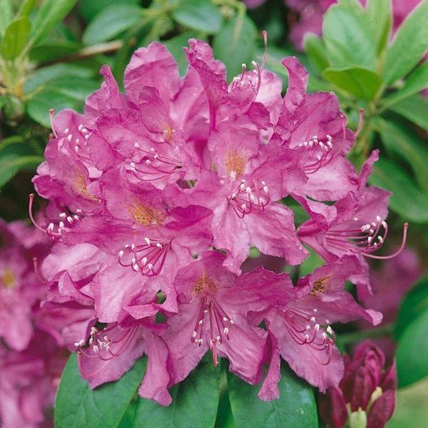 Rhododendron 'purpureum Elegans' - View 13 from www redcrocus com