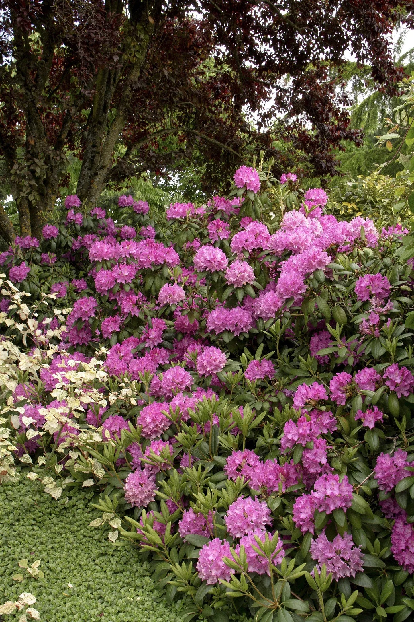 Rhododendron 'purpureum Elegans' - View 14 from www redcrocus com