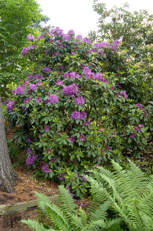 Rhododendron 'purpureum Elegans' - View 15 from www redcrocus com