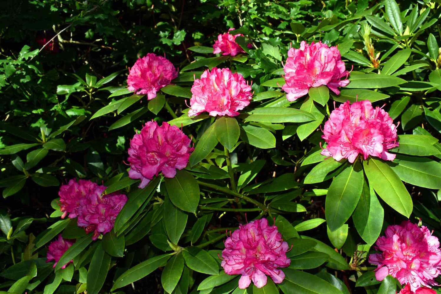 Rhododendron 'purpureum Elegans' - View 16 from www redcrocus com