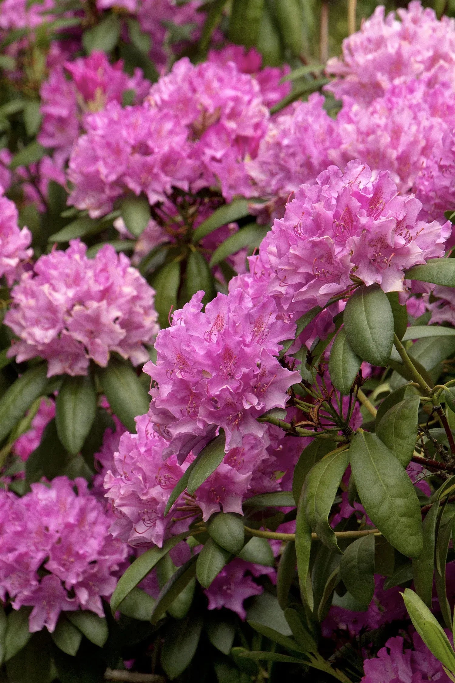 Rhododendron 'purpureum Elegans' - View 17 from www redcrocus com