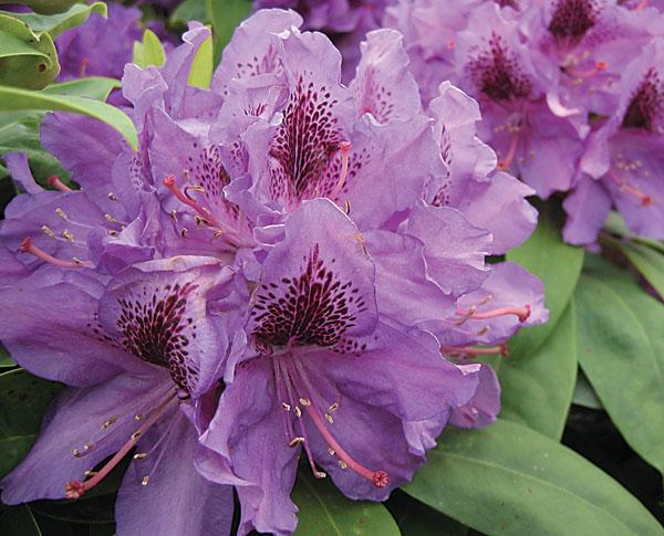 Rhododendron 'purpureum Elegans' - View 19 from www redcrocus com