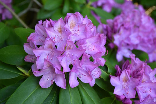 Rhododendron 'purpureum Elegans' - View 1 from www redcrocus com