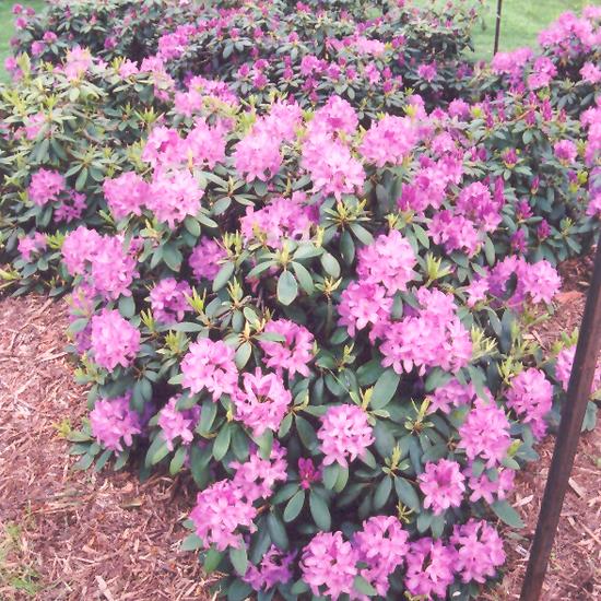 Rhododendron 'purpureum Elegans' - View 20 from www redcrocus com
