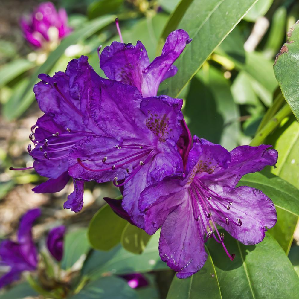 Rhododendron 'purpureum Elegans' - View 21 from www redcrocus com