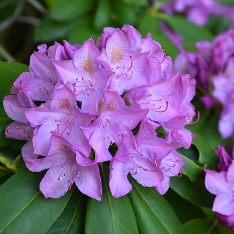 Rhododendron 'purpureum Elegans' - View 23 from www redcrocus com