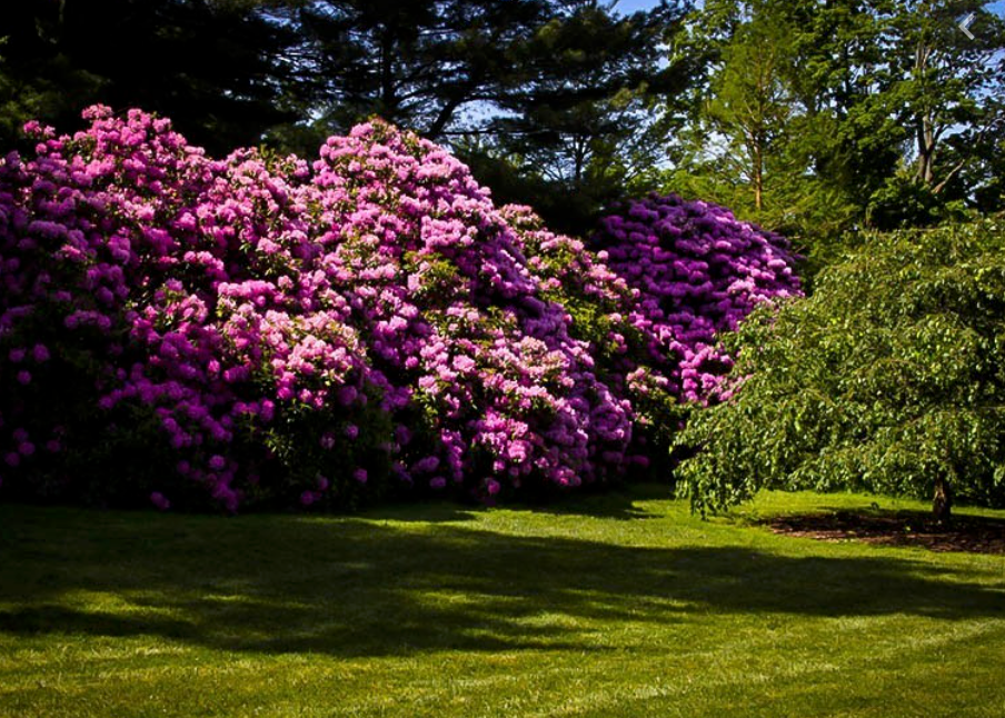 Rhododendron 'purpureum Elegans' - View 24 from www redcrocus com