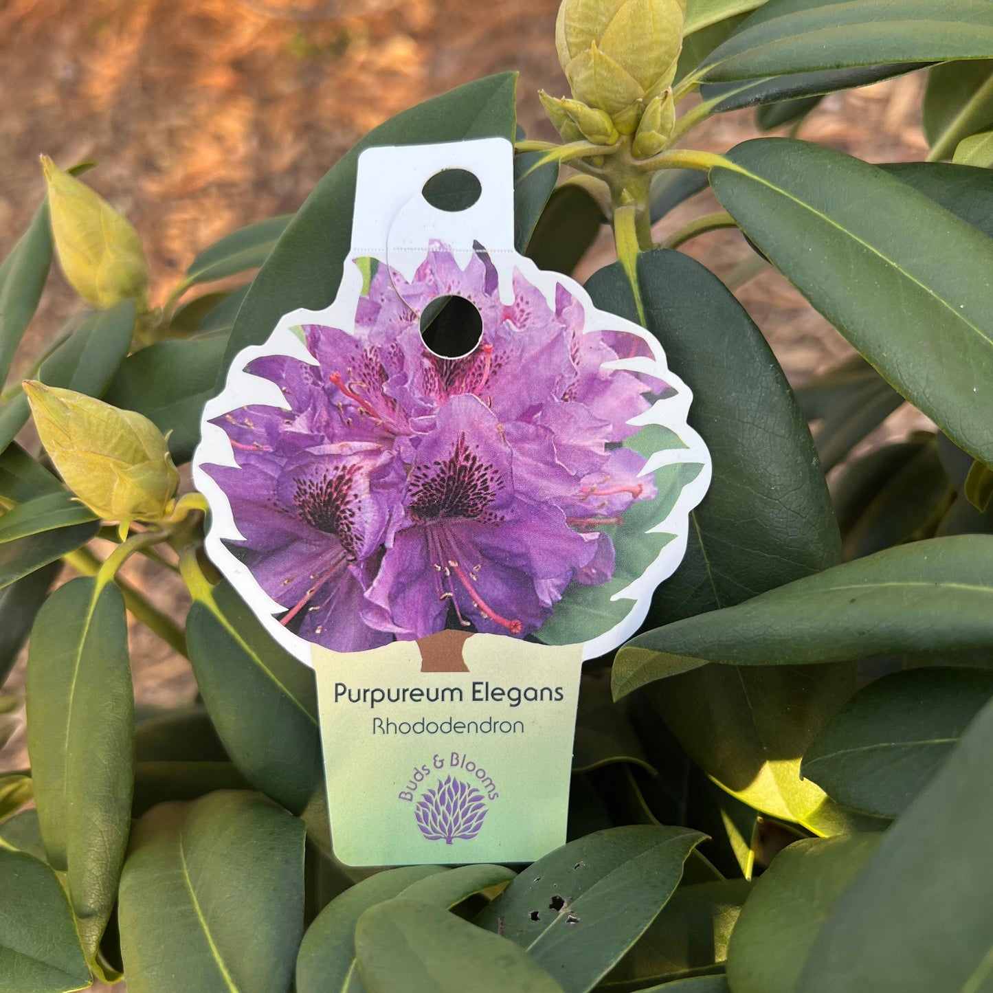 Rhododendron 'purpureum Elegans' - View 26 from www redcrocus com
