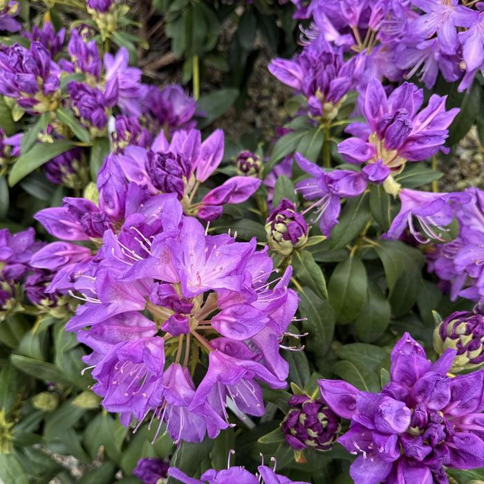 Rhododendron 'purpureum Elegans' - View 27 from www redcrocus com