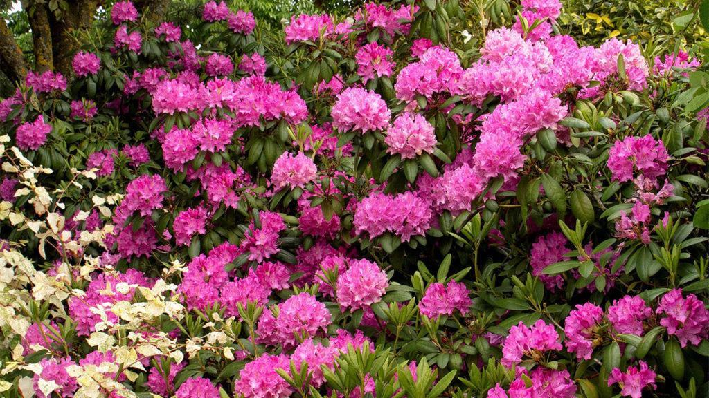Rhododendron 'purpureum Elegans' - View 28 from www redcrocus com