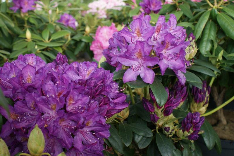 Rhododendron 'purpureum Elegans' - View 29 from www redcrocus com