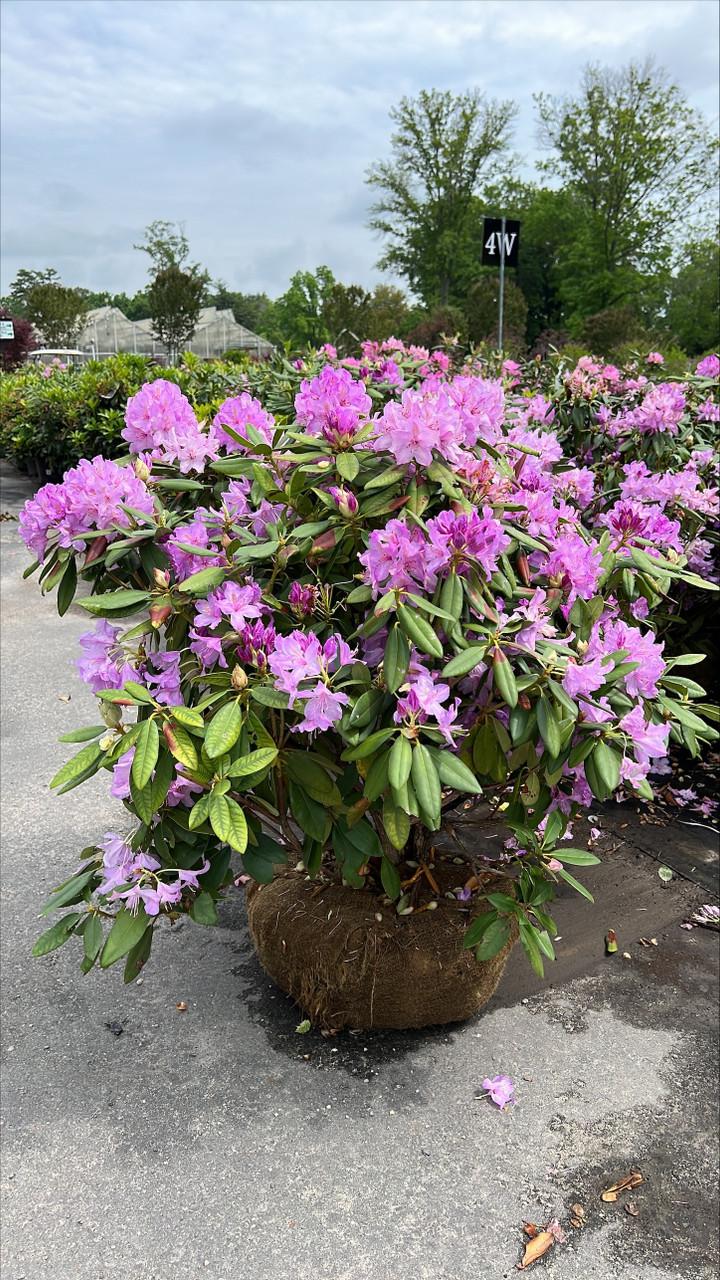 Rhododendron 'purpureum Elegans' - View 2 from www redcrocus com