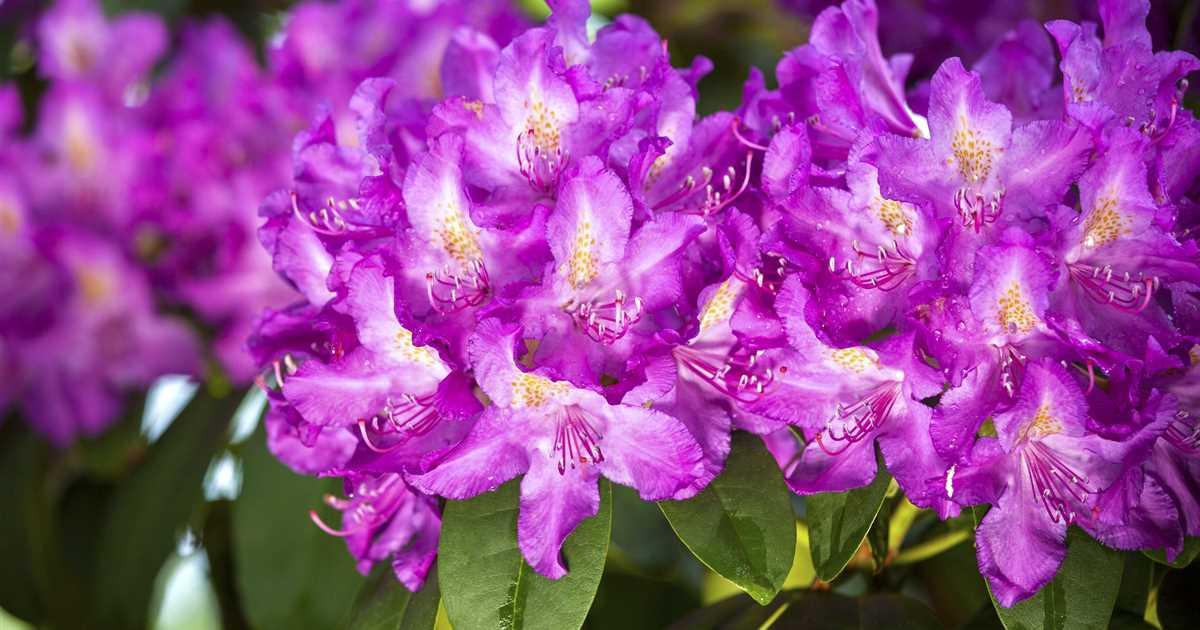 Rhododendron 'purpureum Elegans' - View 31 from www redcrocus com