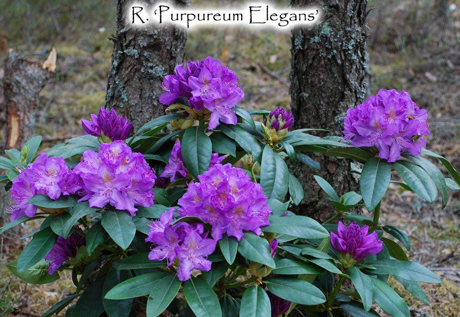 Rhododendron 'purpureum Elegans' - View 3 from www redcrocus com