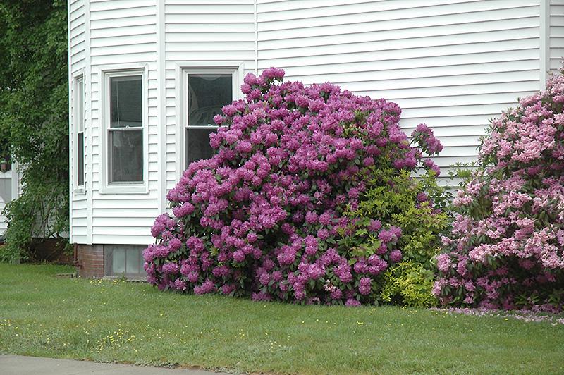 Rhododendron 'purpureum Elegans' - View 5 from www redcrocus com
