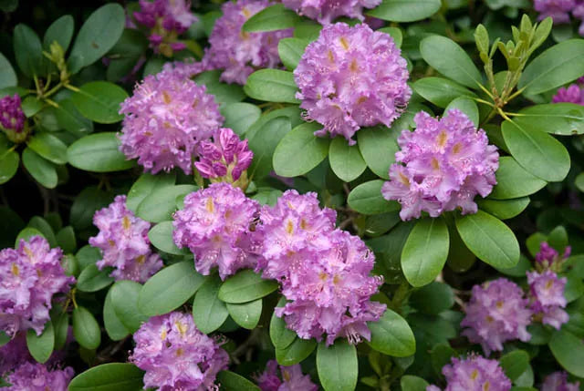 Rhododendron 'purpureum Elegans' - View 6 from www redcrocus com