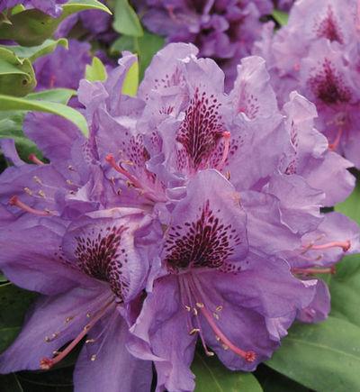 Rhododendron 'purpureum Elegans' - View 7 from www redcrocus com