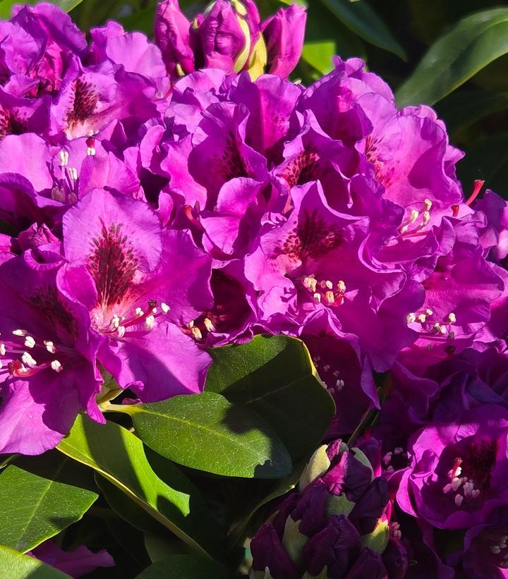 Rhododendron 'purpureum Elegans' - View 8 from www redcrocus com