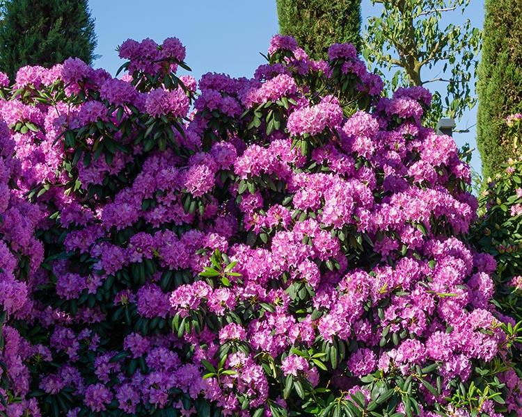 Rhododendron 'purpureum Elegans' - View 9 from www redcrocus com