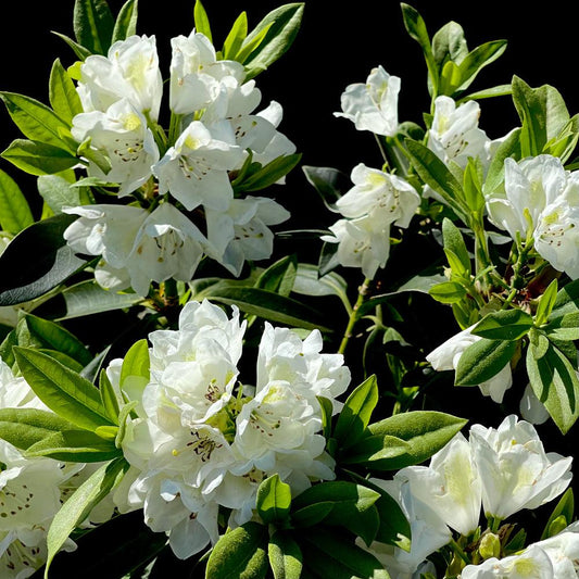 Rhododendron Chionoides - View 10 from www redcrocus com