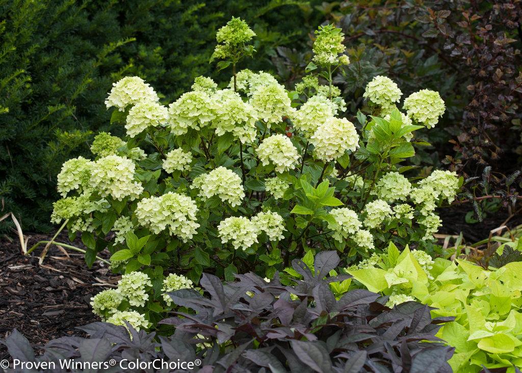 Hydrangea Paniculata Little Lime - View 16 from www redcrocus com