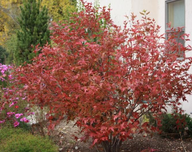 Viburnum Trilobum 'wentworth' - View 10 from www redcrocus com
