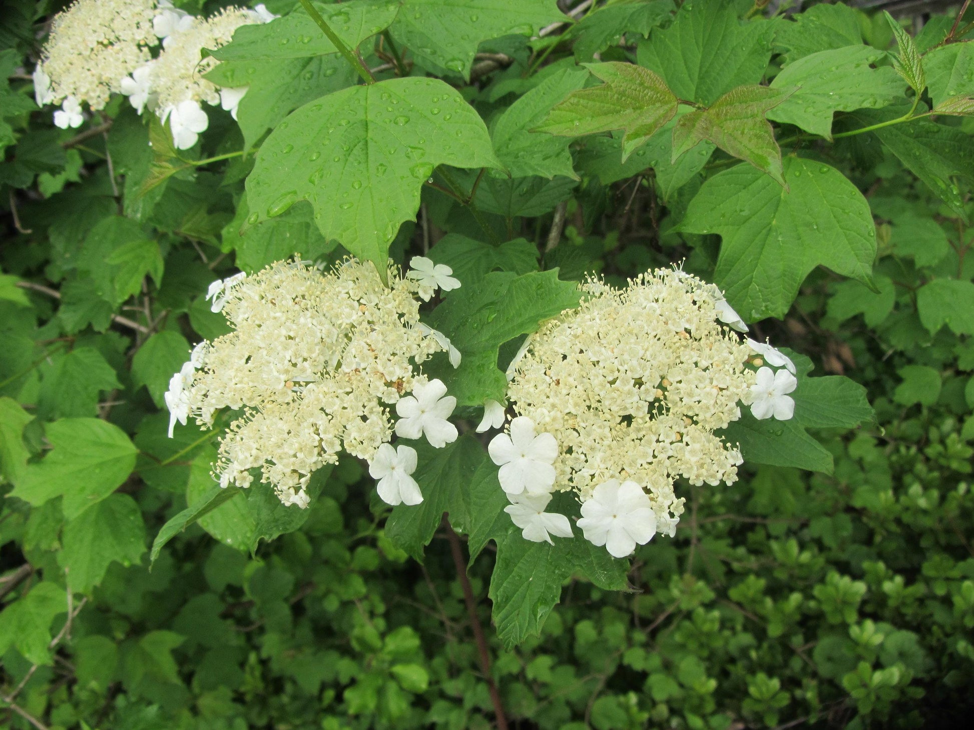 Viburnum Trilobum 'wentworth' - View 12 from www redcrocus com