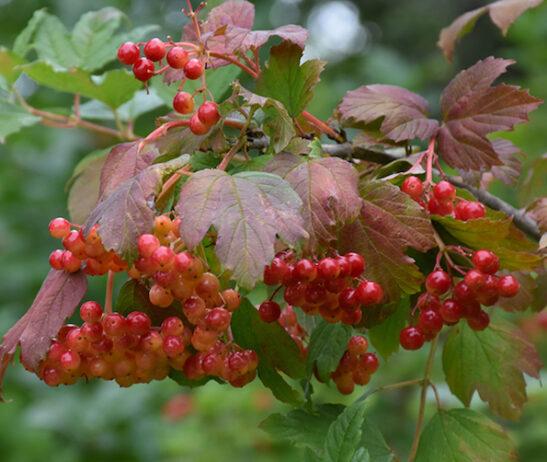 Viburnum Trilobum 'wentworth' - View 13 from www redcrocus com