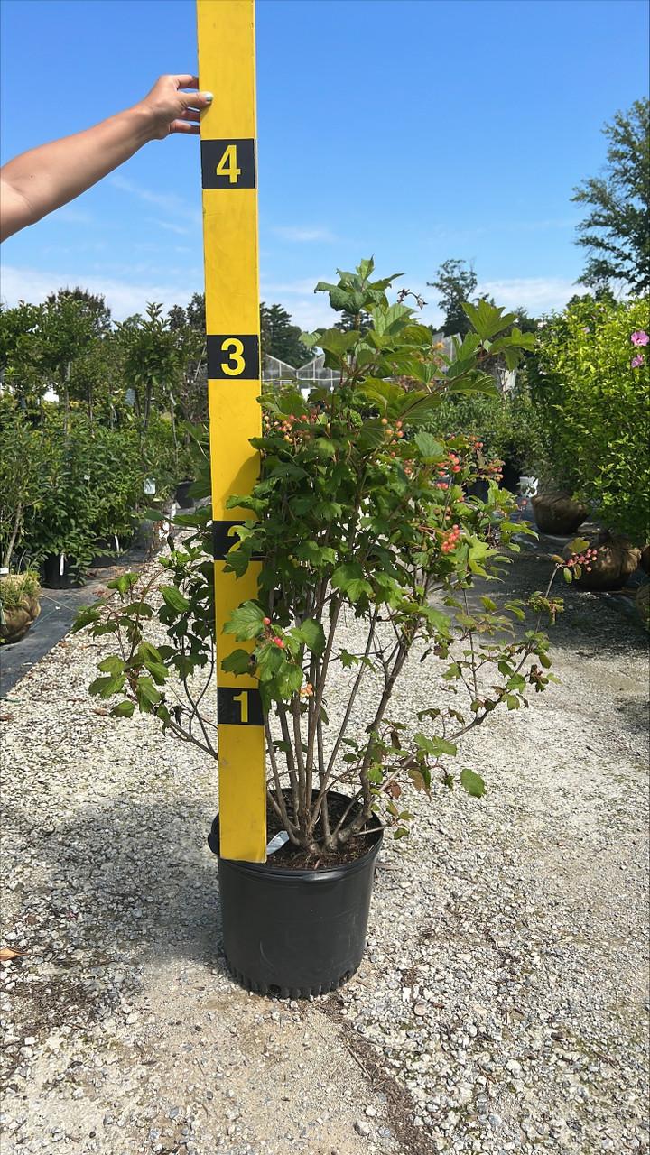 Viburnum Trilobum 'wentworth' - View 16 from www redcrocus com
