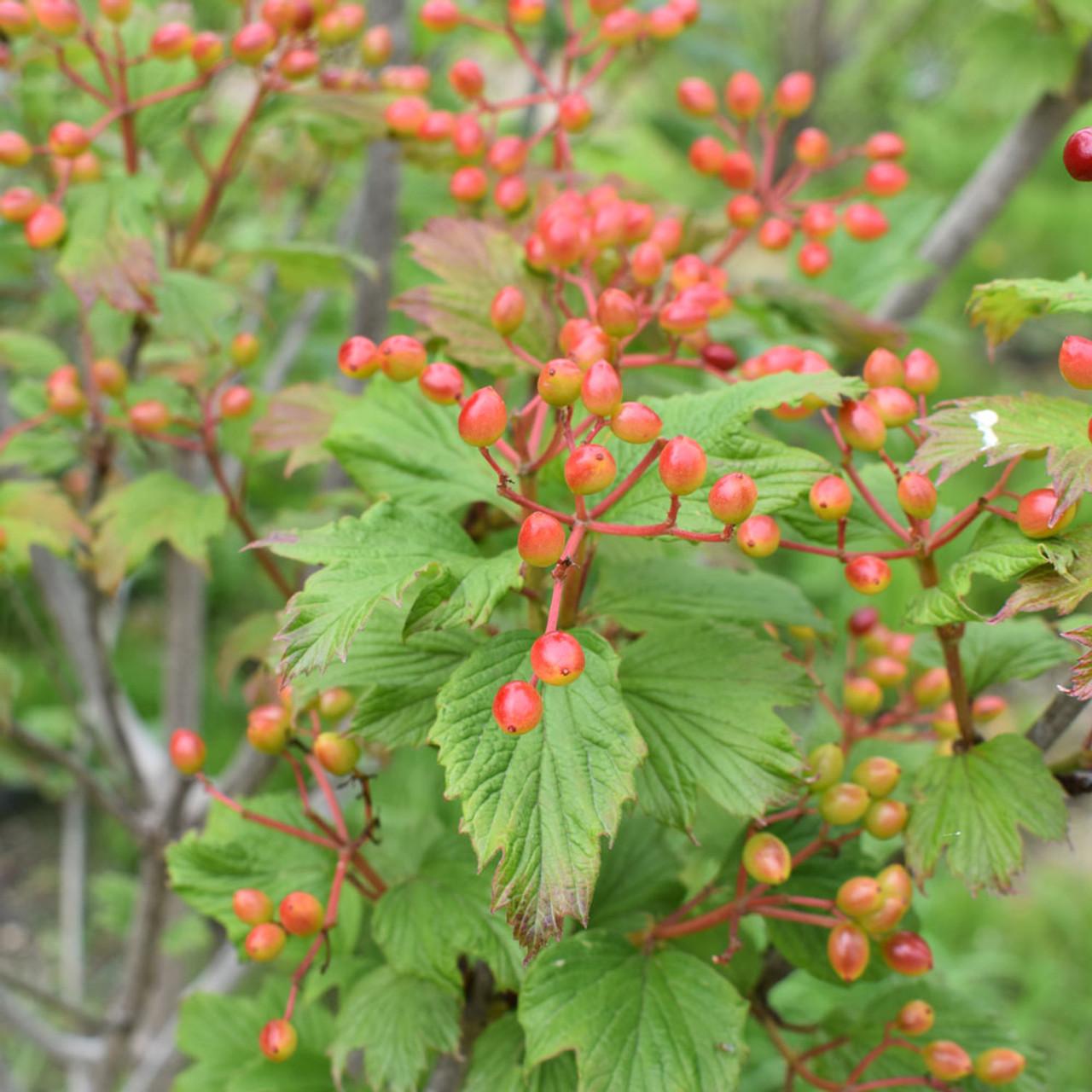 Viburnum Trilobum 'wentworth' - View 17 from www redcrocus com