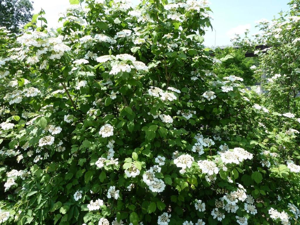 Viburnum Trilobum 'wentworth' - View 18 from www redcrocus com