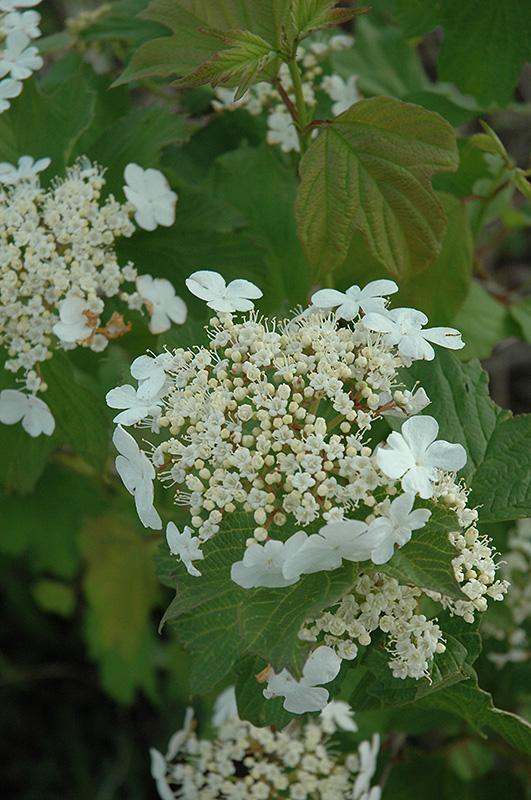 Viburnum Trilobum 'wentworth' - View 20 from www redcrocus com