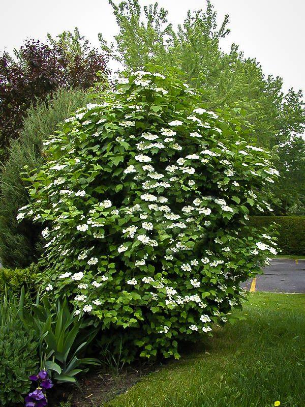 Viburnum Trilobum 'wentworth' - View 21 from www redcrocus com