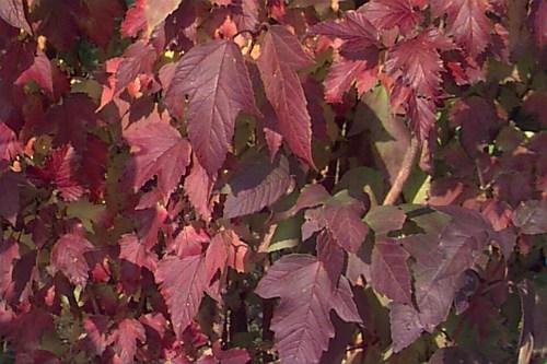 Viburnum Trilobum 'wentworth' - View 22 from www redcrocus com