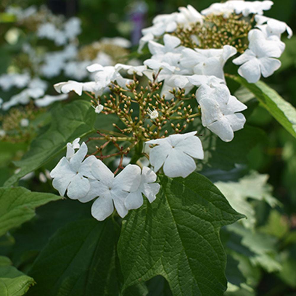 Viburnum Trilobum 'wentworth' - View 25 from www redcrocus com