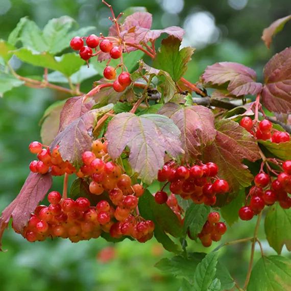 Viburnum Trilobum 'wentworth' - View 26 from www redcrocus com