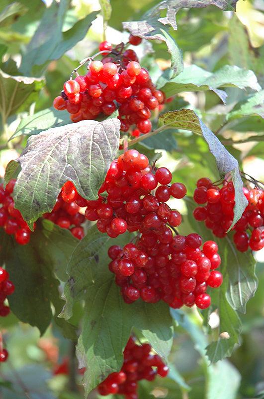 Viburnum Trilobum 'wentworth' - View 28 from www redcrocus com