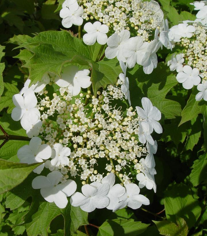 Viburnum Trilobum 'wentworth' - View 2 from www redcrocus com