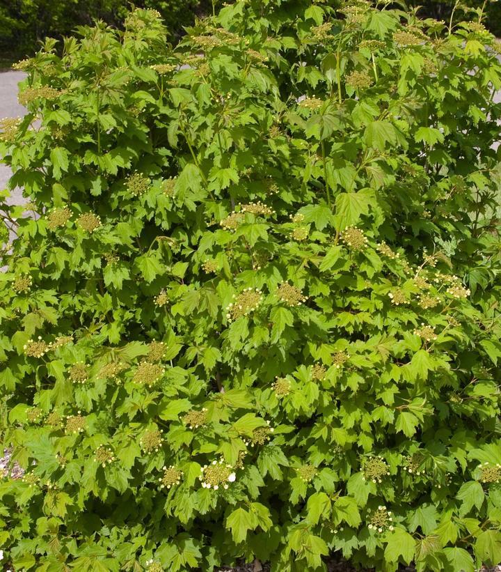 Viburnum Trilobum 'wentworth' - View 31 from www redcrocus com