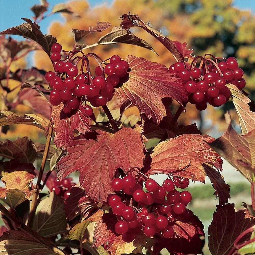 Viburnum Trilobum 'wentworth' - View 3 from www redcrocus com