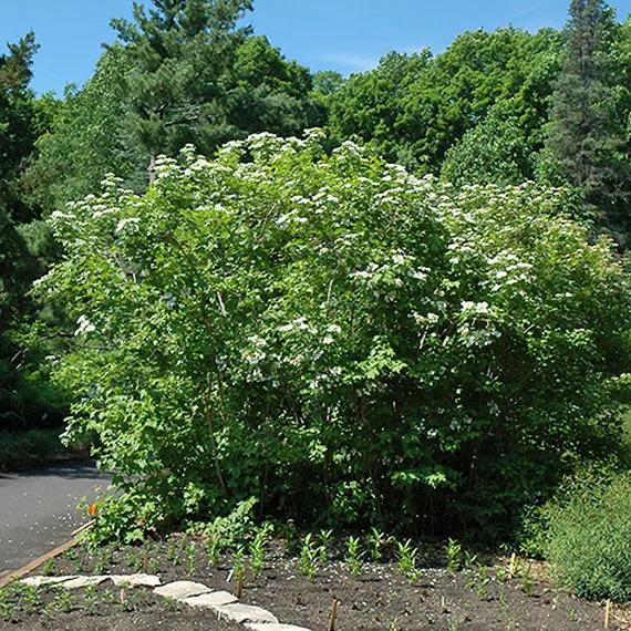 Viburnum Trilobum 'wentworth' - View 4 from www redcrocus com