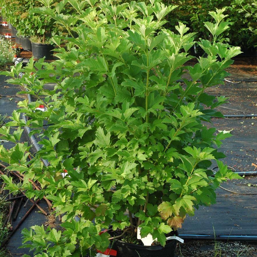 Viburnum Trilobum 'wentworth' - View 6 from www redcrocus com