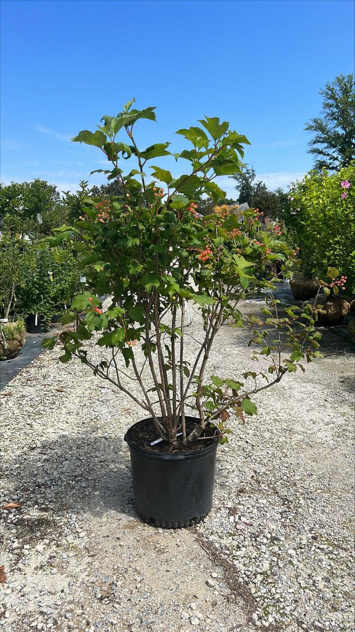 Viburnum Trilobum 'wentworth' - View 7 from www redcrocus com