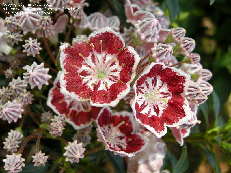 Kalmia Latifolia Minuet - View 10 from www redcrocus com