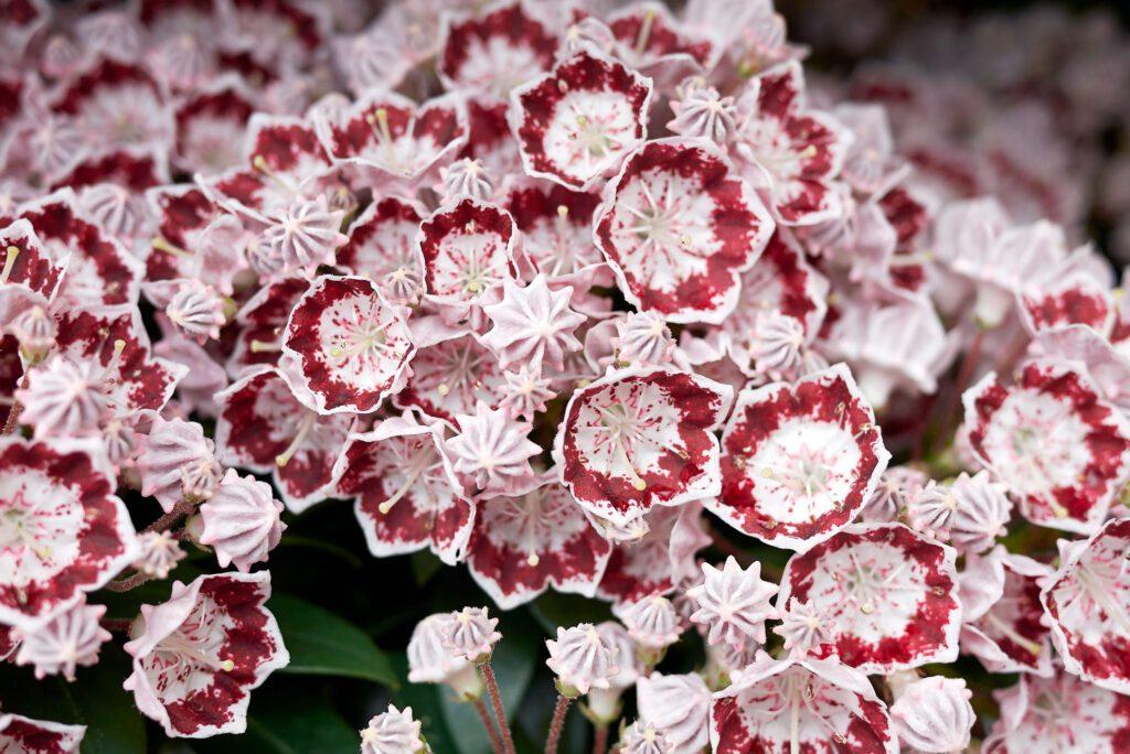 Kalmia Latifolia Minuet - View 12 from www redcrocus com