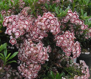 Kalmia Latifolia Minuet - View 13 from www redcrocus com