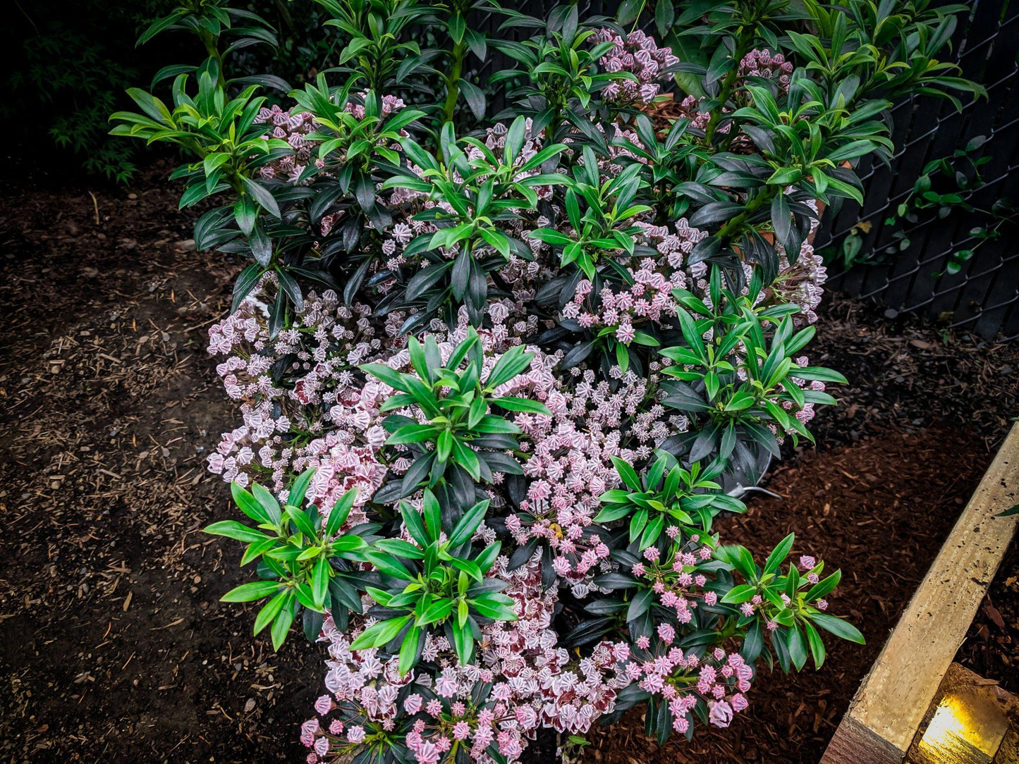 Kalmia Latifolia Minuet - View 14 from www redcrocus com