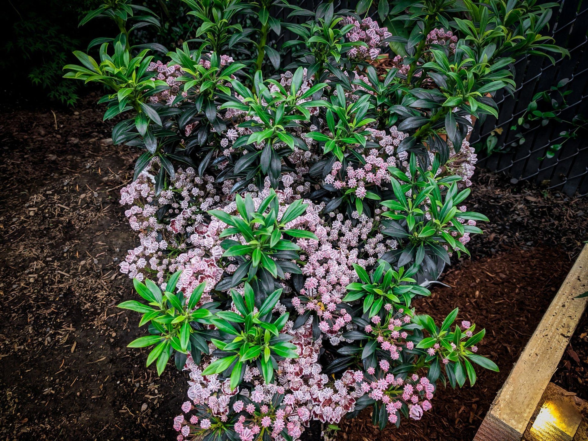 Kalmia Latifolia Minuet - View 14 from www redcrocus com