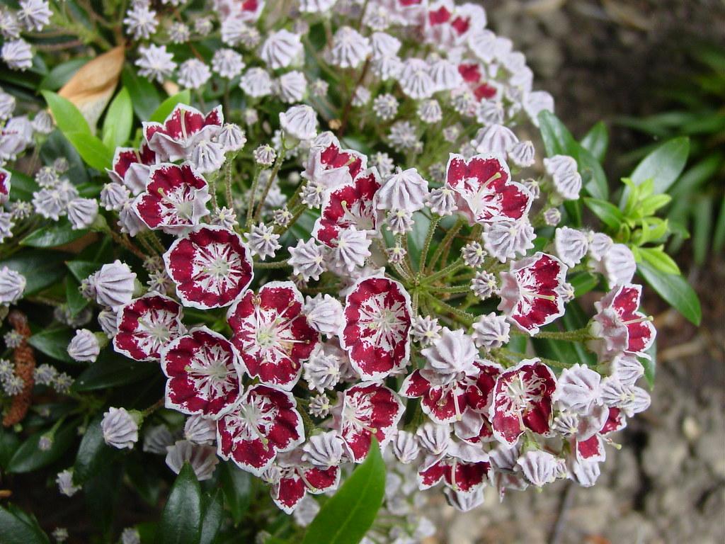 Kalmia Latifolia Minuet - View 15 from www redcrocus com